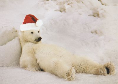 funny christmas cards, christmas cards
