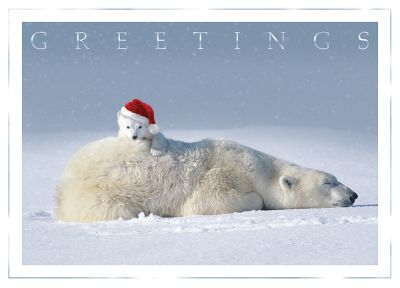 funny christmas cards, holiday cards