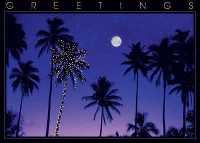 Palm Trees