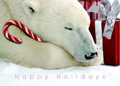 Polar Bears